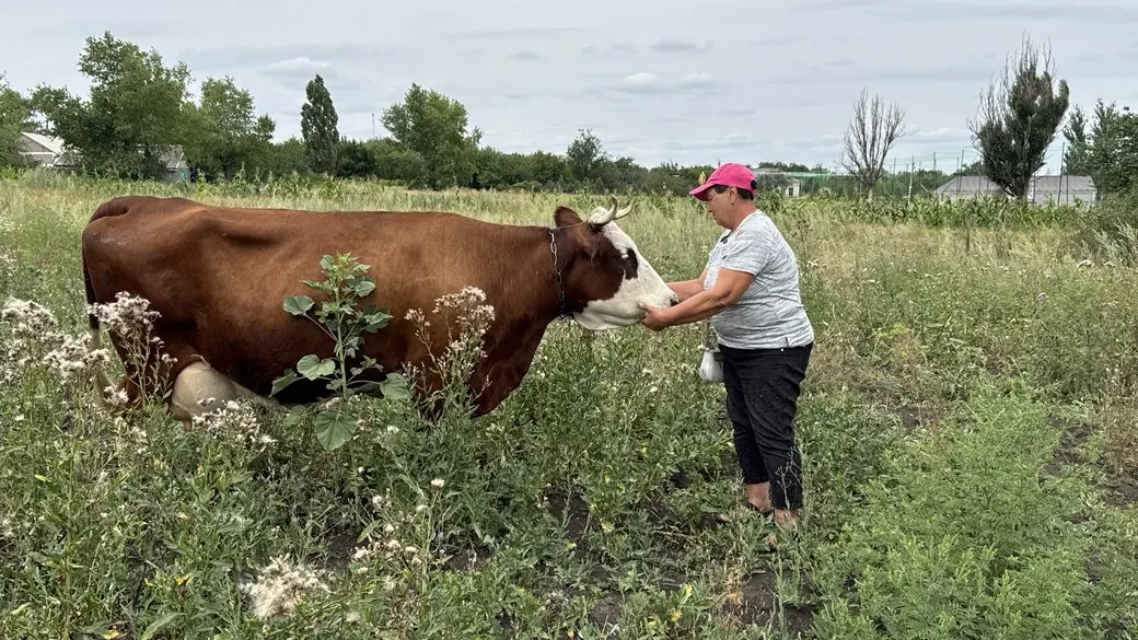 «Не можу віддати на м’ясо»: як прифронтова Степанівка тримається за корову Красуню