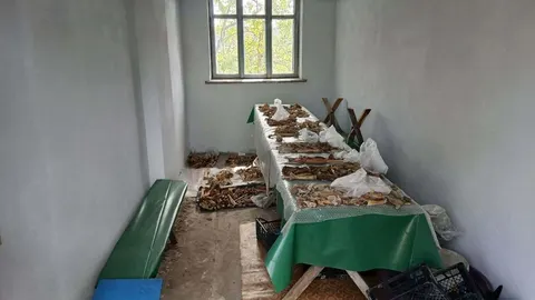 Трипільські таємниці: на Тернопільщині вивчають кісткові рештки людей і тварин