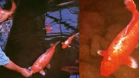 Ханако: короп кої, який прожив 226 років і застав самураїв