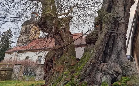 Липа-свідок: німецьке дерево пам’ятає середньовічні покарання